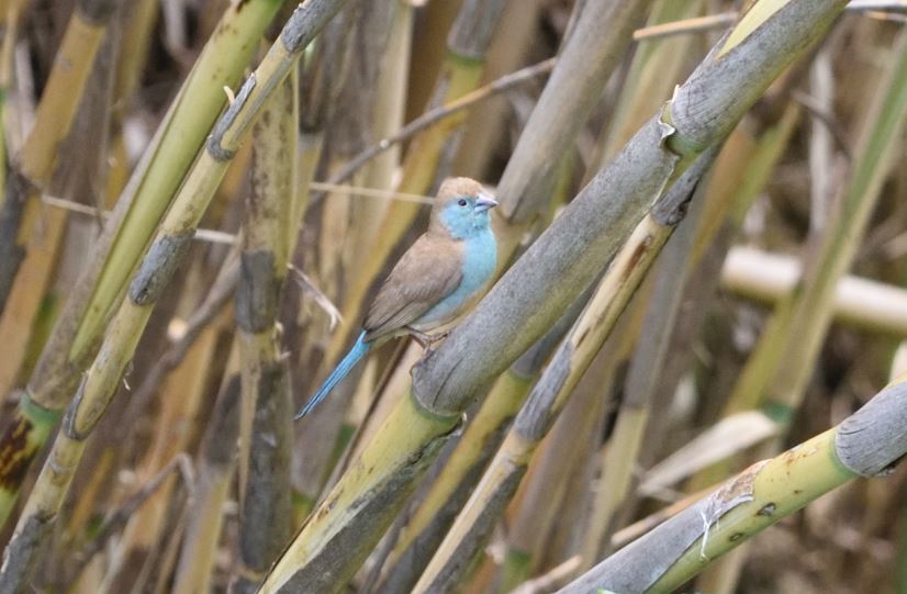 Blue Waxbill Hartbeespoort dam