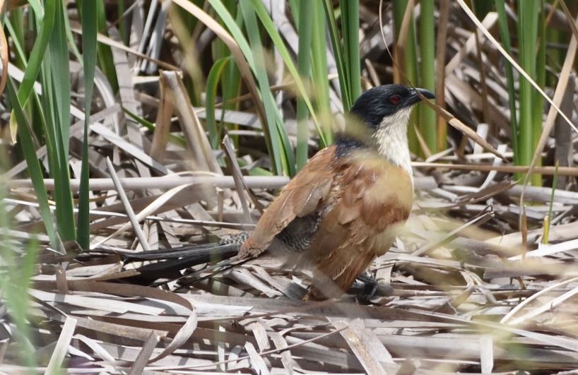 Burchell's Coucal Marievale Bird Sanctuary birding