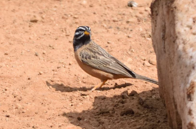Cinnamon-breasted Bunting