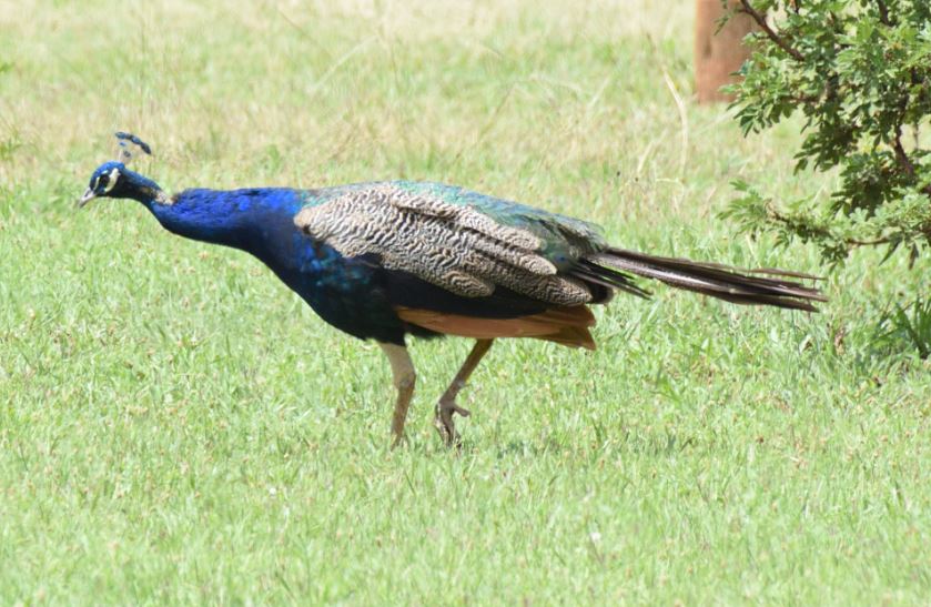 Common Peacock Hartbeespoort dam