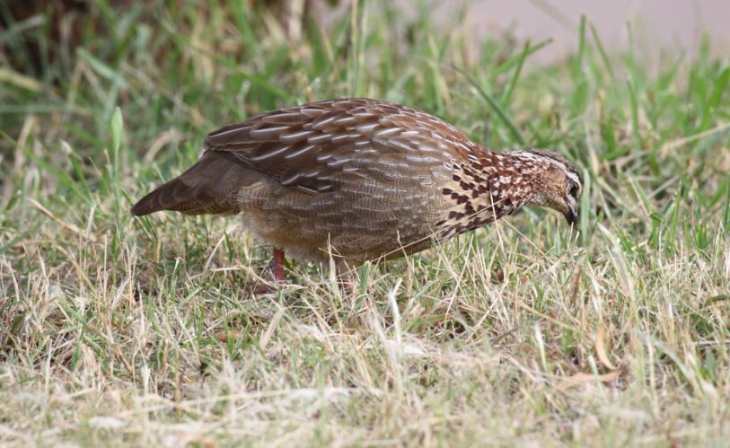 Crested Francolin Pilanesberg birding