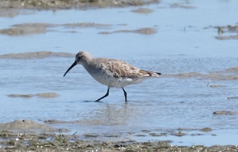 Curlew Sandpiper Geelbek Western Cape