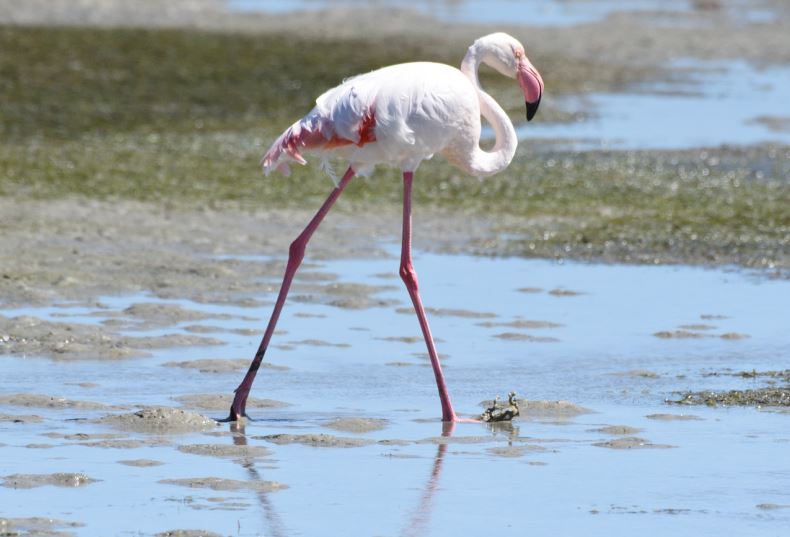 Greater Flamingo Geelbek Western Cape