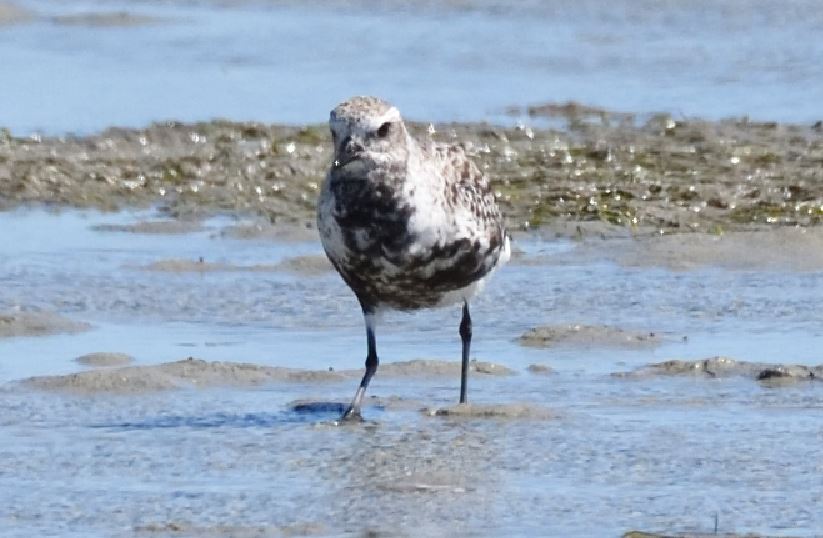 Grey Plover