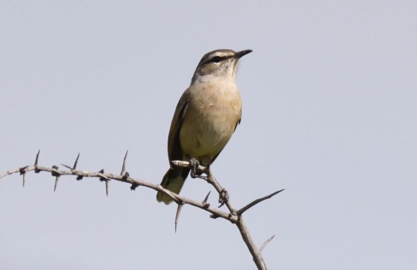Kalahari Scrub-Robin