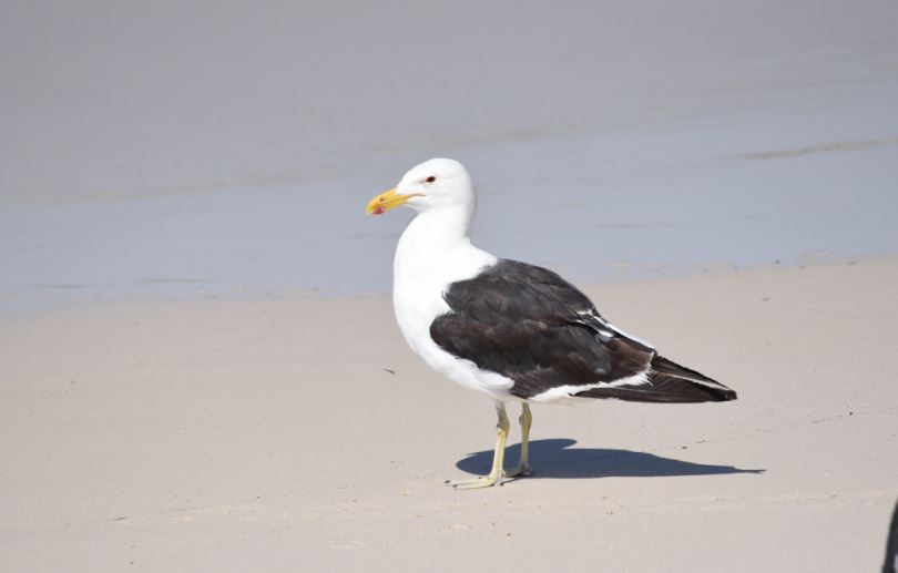 Kelp Gull Boulders Beach birding