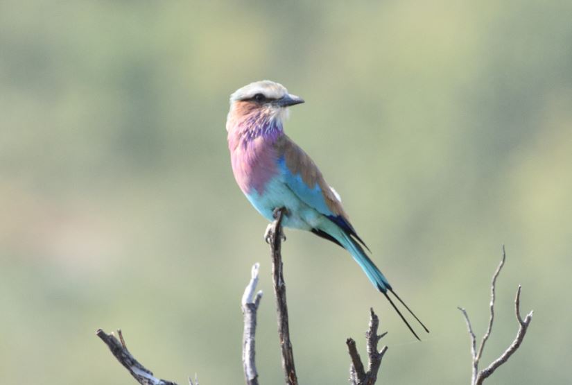 Lilac-breasted Roller