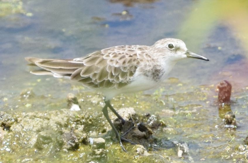Little Stint Marievale Bird Sanctuary