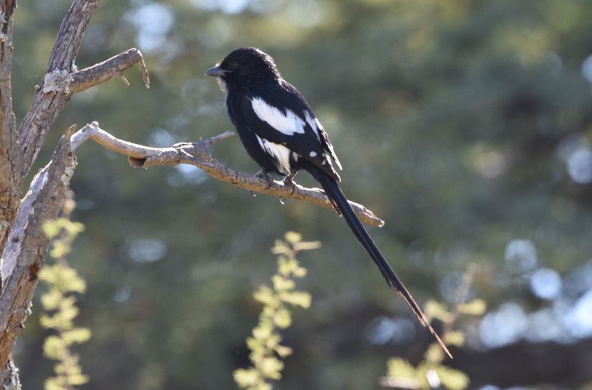 Magpie Shrike Zaagkuilsdrift
