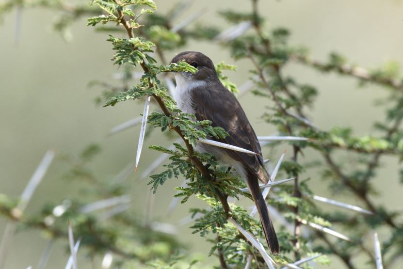 Marico Flycatcher