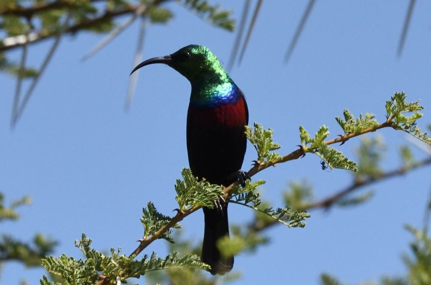 Marico Sunbird Hartbeespoort dam