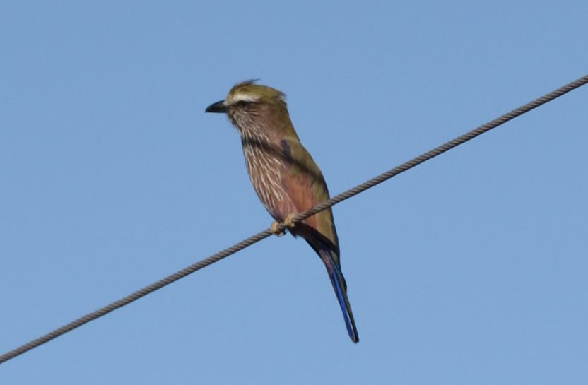 Purple Roller Zaagkuilsdrift 
