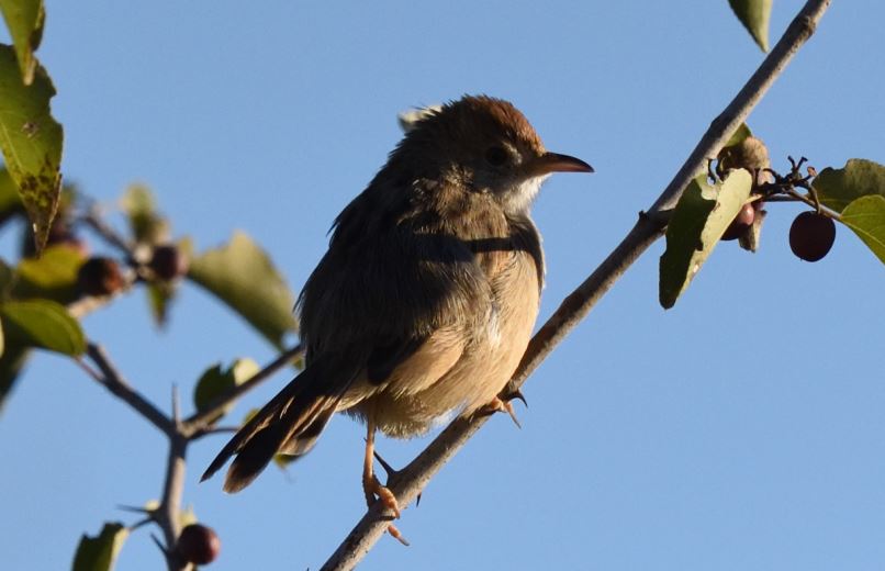 Ratling Cisticola Zaagkuilsdrift 