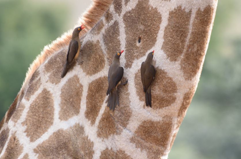 Red-billed Oxpecker