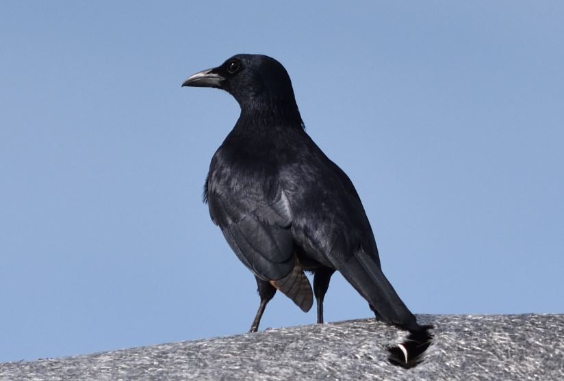 Red-winged Starling