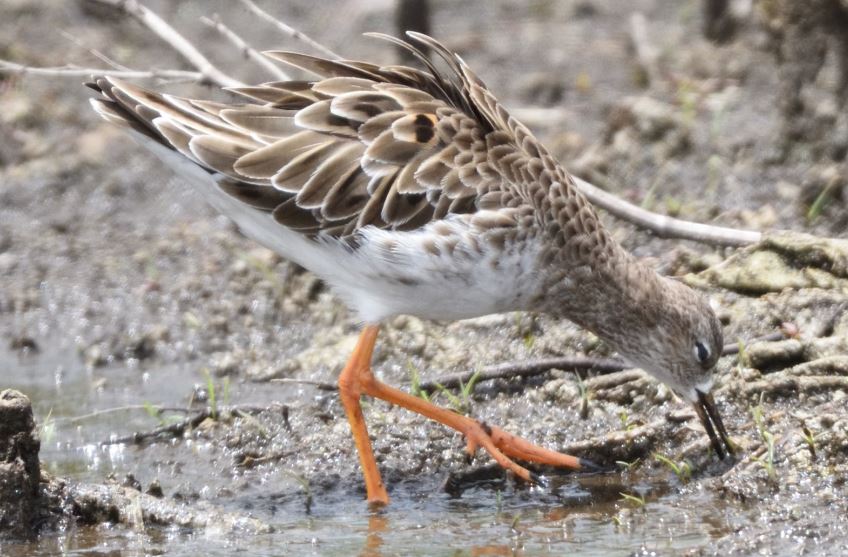 Ruff Marievale south africa