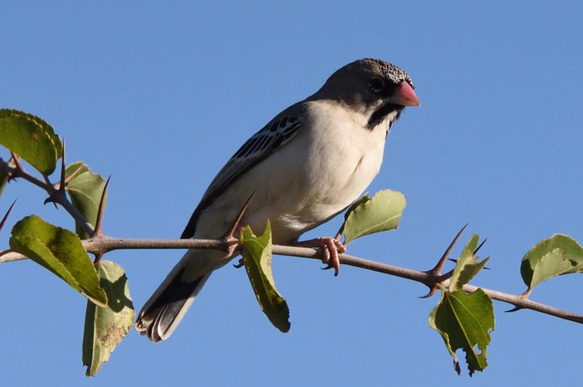 Scaly feathered Finch Zaagkuilsdrift 