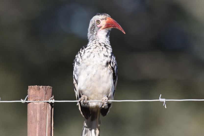 Southern Red billed Hornbill