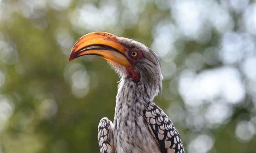 Southern Yellow-billed Hornbill