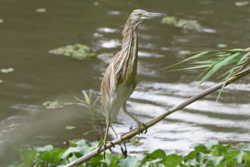 Squacco Heron Hartbeespoort dam