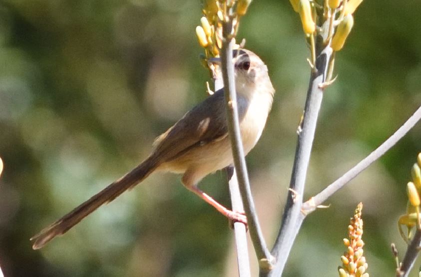 Tawny-Flanked Prinia Hartbeespoort dam
