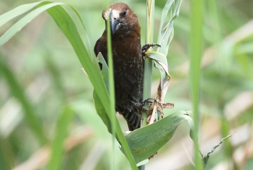 Thick-billed Weaver Hartbeespoort dam