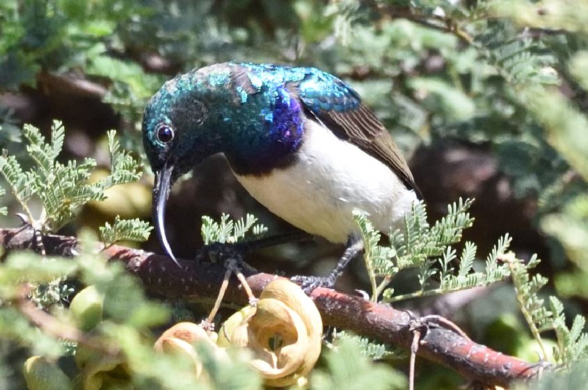 White-Bellied Sunbird Hartbeespoort dam