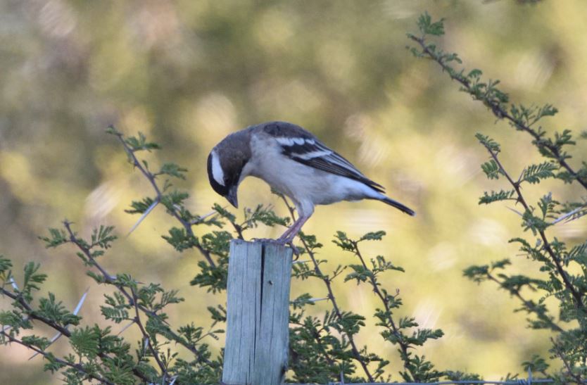 White browned Sparrow Weaver