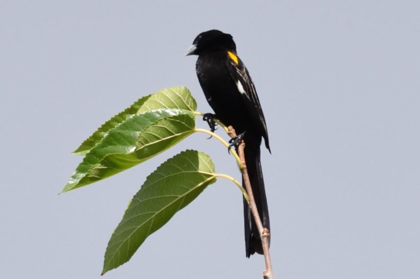 White-winged Widowbird Hartbeespoort dam