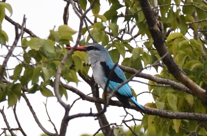 Woodlands Kingfisher Hartbeespoort dam