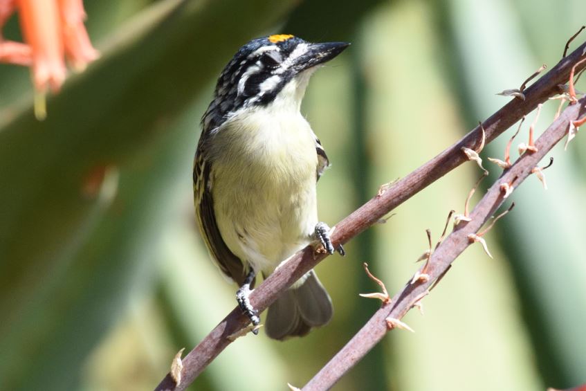 Yellow Fronted Tinkerbird Hartbeespoort dam