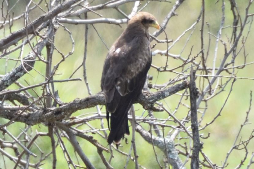 Yellow-billed Kite Hartbeespoort dam