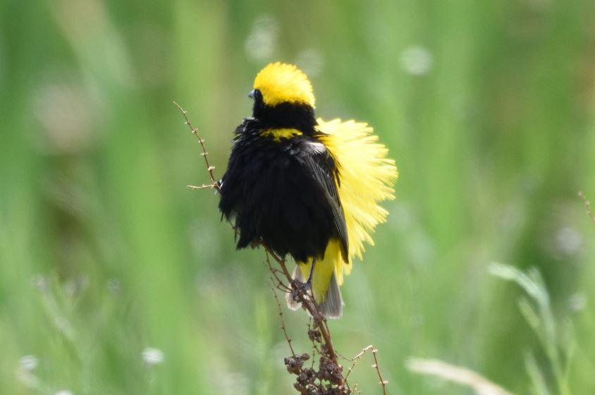Yellow-crowned Bishop Marievale