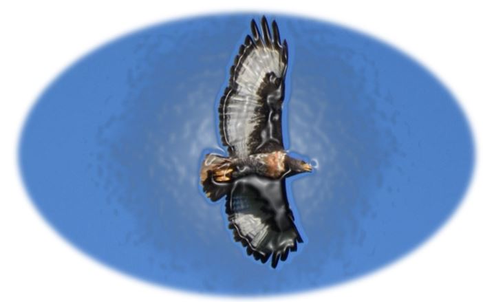 An introduction to birding
