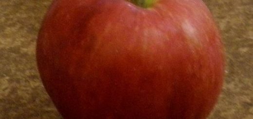 Apples for parrots