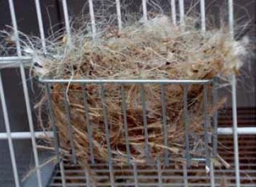Canary nest material