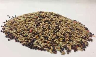Canary seed