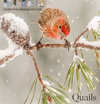 Pdf bird magazine December 2020