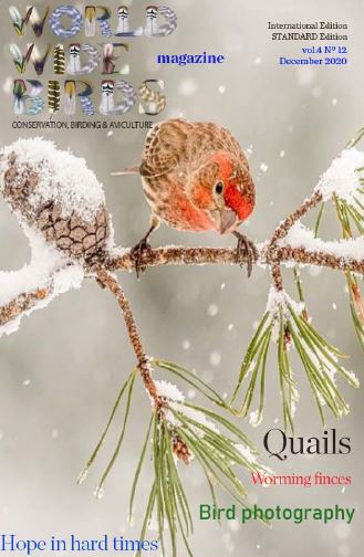 Pdf bird magazine December 2020