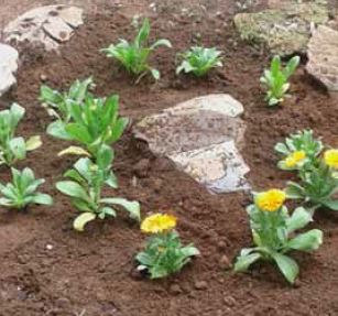 calendula plant and flowers for birds
safe plants for birds