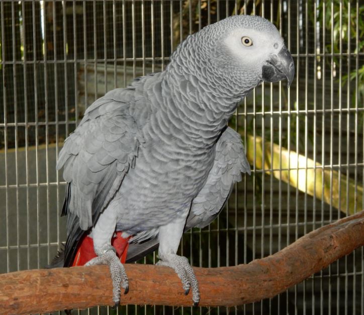 Why quarantine a new bird?