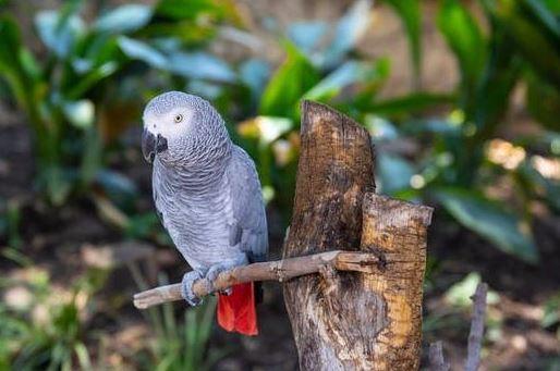 Animal protein parrot