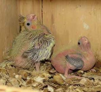 caring feeding and breeding cockatiels