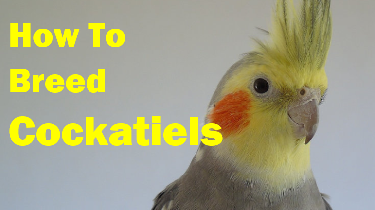 How to breed cockatiels