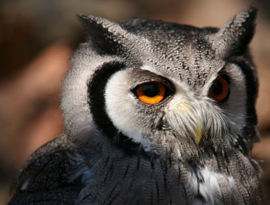 Owl rescue centre