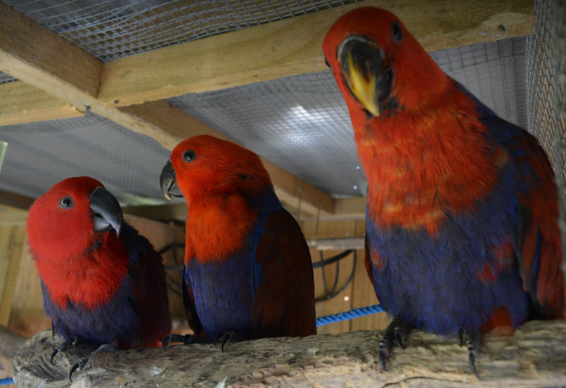 Better to breed Eclectus parrots in pairs or in a colony