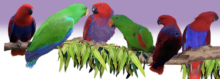 Better to breed Eclectus parrots in pairs or in a colony