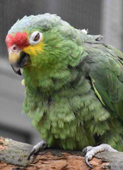 Parrot Behavior Consulting webinar sick parrot