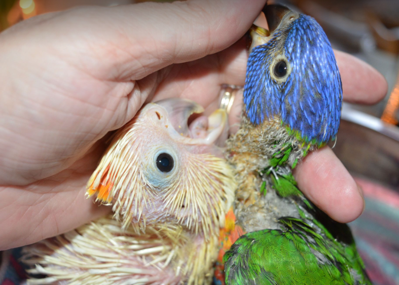 Parrot breeding age
