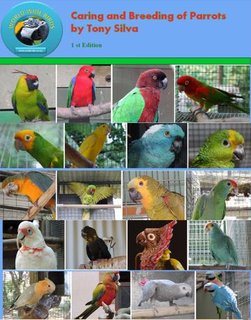 Parrot breeding age